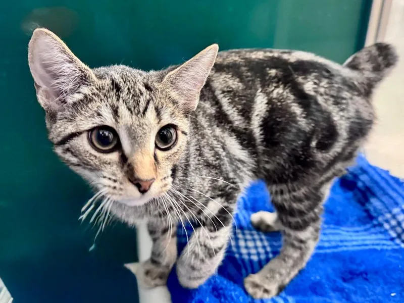 A baby small-sized female Tabby cat named Nubby  Tiger Tail for adoption in Powell, OH