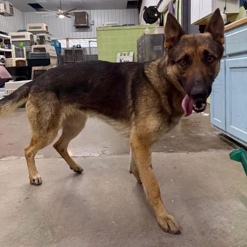 A young large-sized female Shepherd dog named Queeny for adoption in Corbin, KY