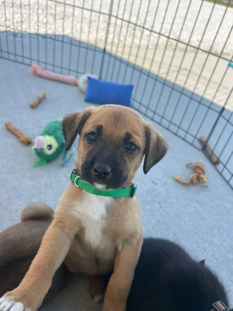 Green Pup