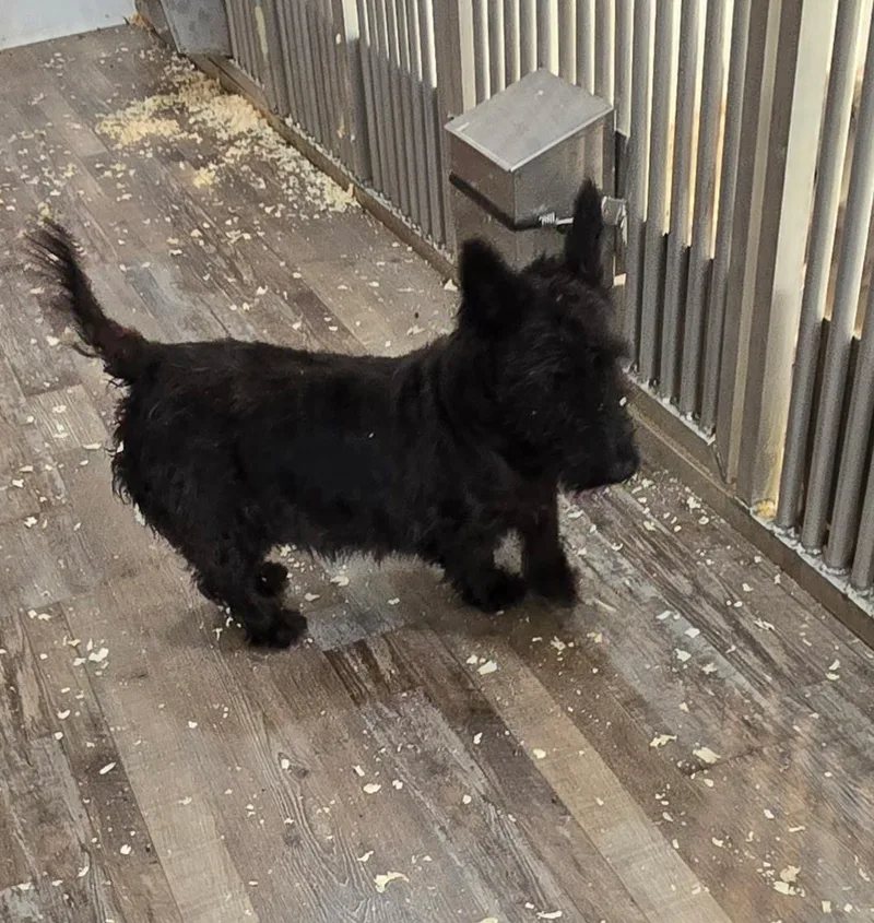 An adult medium-sized female Black Scottish Terrier dog named Rosemary for adoption in Rockaway, NJ
