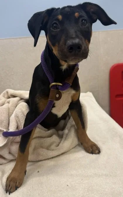 A baby small-sized female Doberman Pinscher dog named Jazzy for adoption in Honolulu, HI