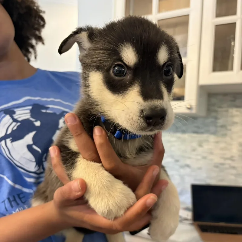 A baby medium-sized female Black Siberian Husky dog named Raven for adoption in Brentwood, TN