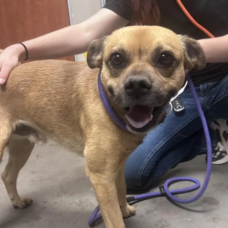 An adult small-sized male Brown / Chocolate Mixed Breed dog named Tanner for adoption in Yuma, AZ