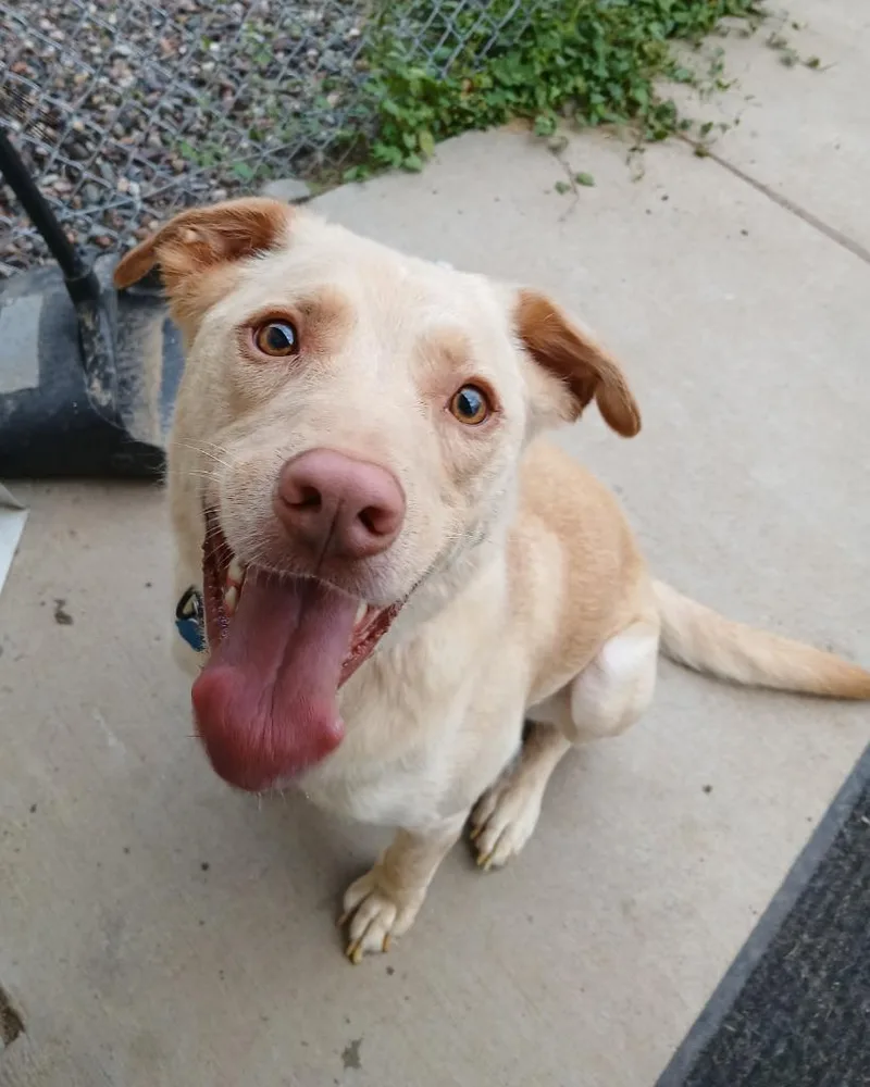A young large-sized male Yellow Labrador Retriever dog named Tanner for adoption in Ladysmith, WI