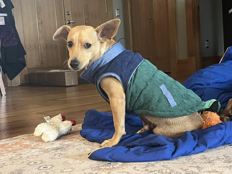 An adult small-sized male Miniature Dachshund dog named Mateo for adoption in Albion, NY