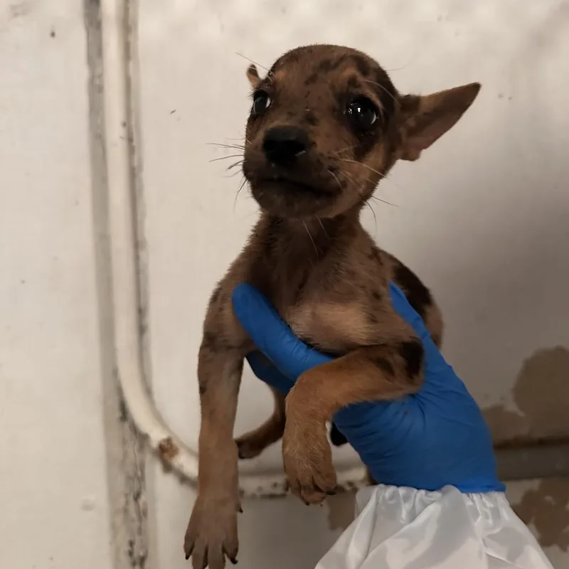 A baby small-sized female Brown / Chocolate Terrier dog named Abby for adoption in Edinburg, TX