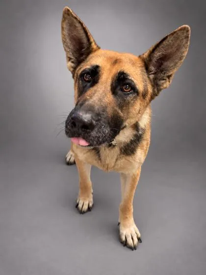 An adult large-sized female German Shepherd Dog dog named Zaydie Mae  SPONSORED for adoption in Bowling Green, KY