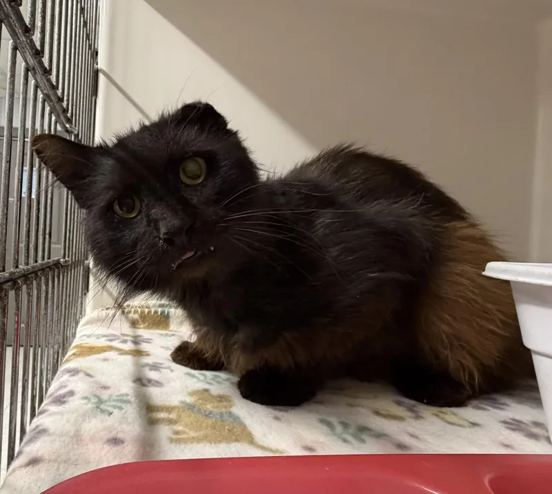 An adult medium-sized male Black Domestic Medium Hair cat named Cedar for adoption in Leitchfield, KY