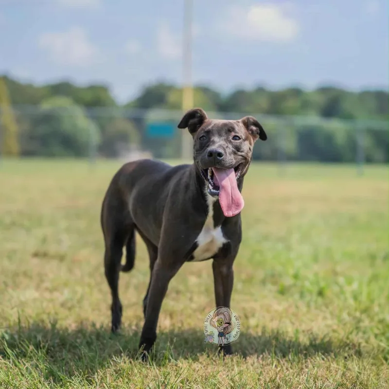 A young medium-sized female Brown / Chocolate Mixed Breed dog named Amelia for adoption in Bartlett, TN