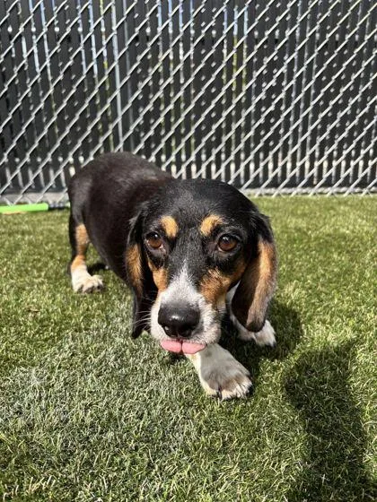 An adult small-sized female Mixed Breed dog named Naomi for adoption in Lafayette, IN