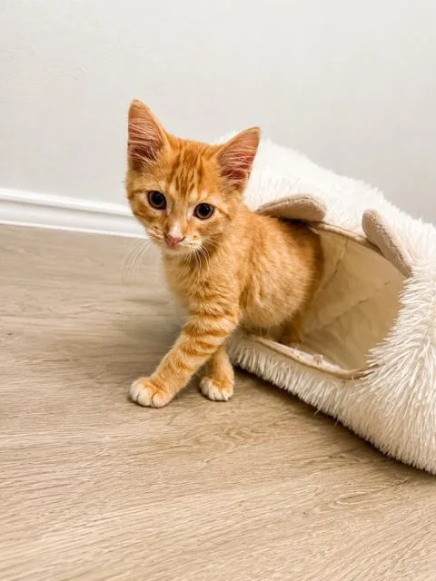Waffles thumbnail 6