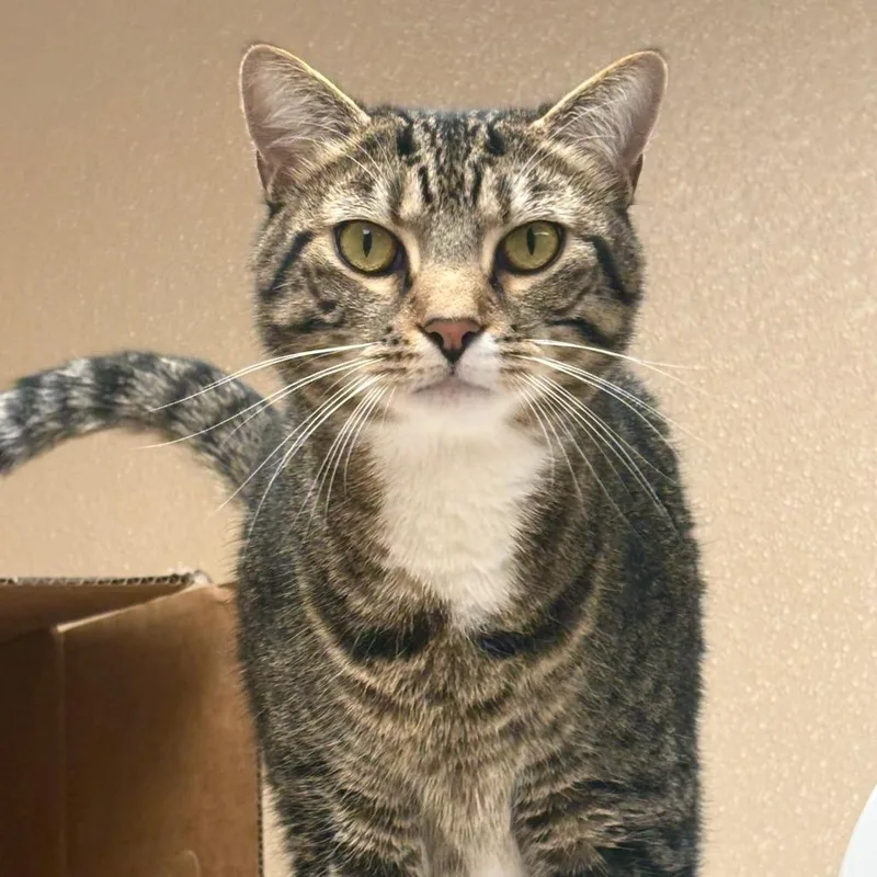 An adult large-sized male Brown / Chocolate Domestic Short Hair cat named Freddie for adoption in Mebane, NC