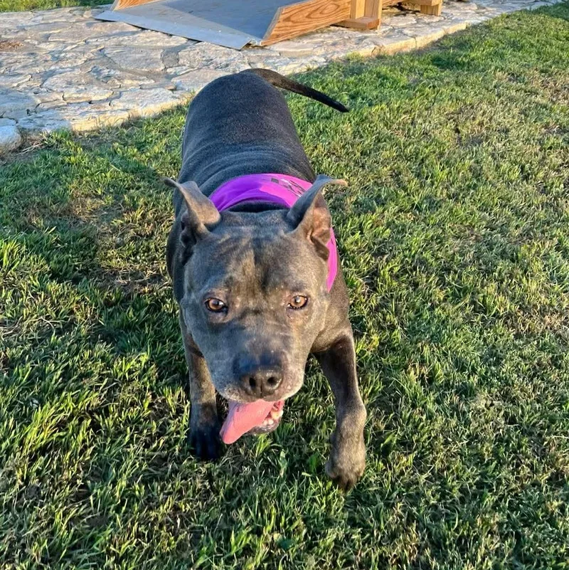 An adult medium-sized female Pit Bull Terrier dog named Princess for adoption in Spring, TX
