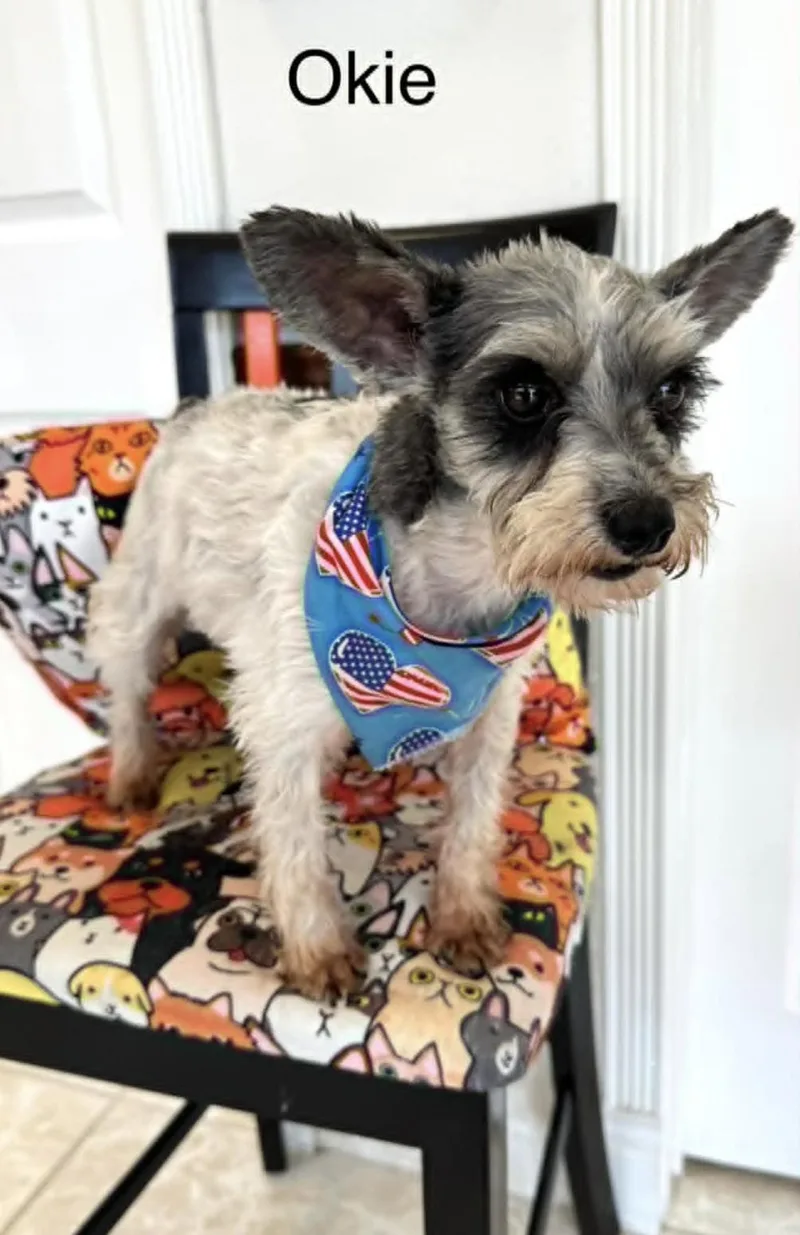 An adult small-sized female Miniature Schnauzer dog named Okie for adoption in Allen, TX