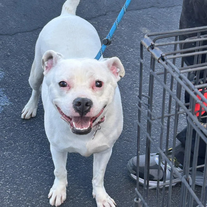 A young medium-sized female White / Cream American Bully dog named Alba for adoption in Tucson, AZ