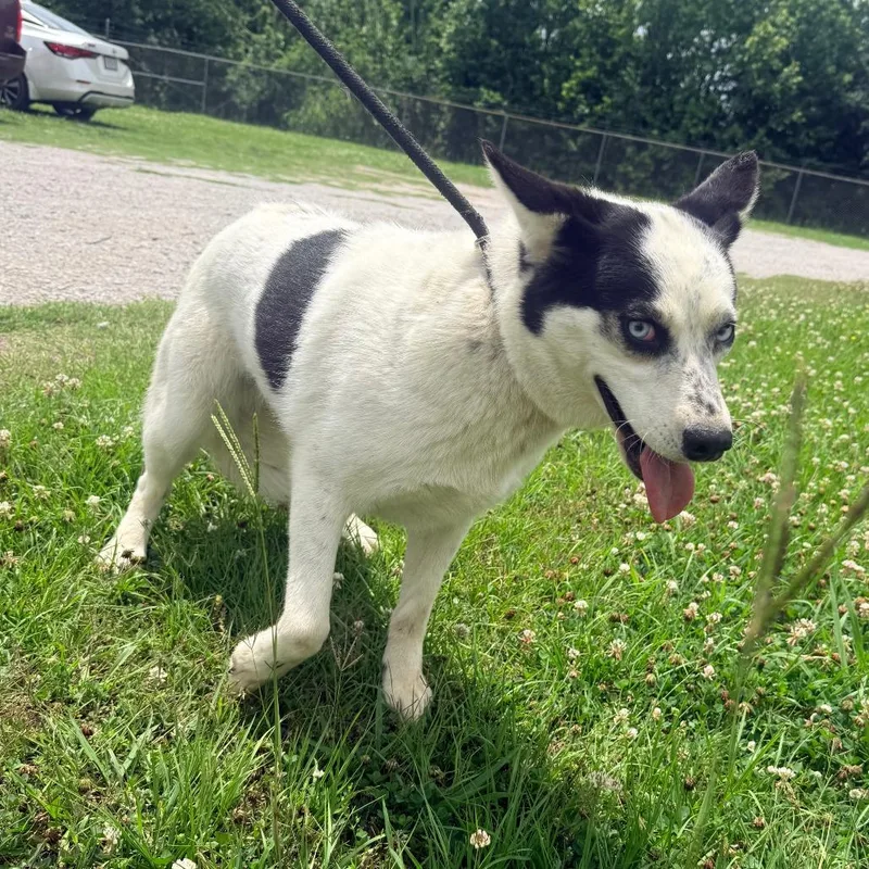 An adult medium-sized female White / Cream Mixed Breed dog named Myla for adoption in Corinth, MS