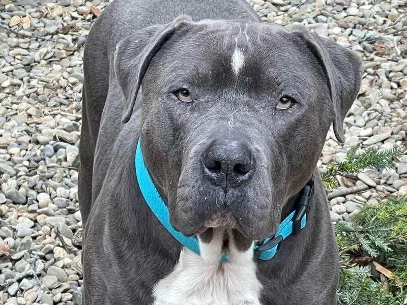 Lucky Loki thumbnail 3