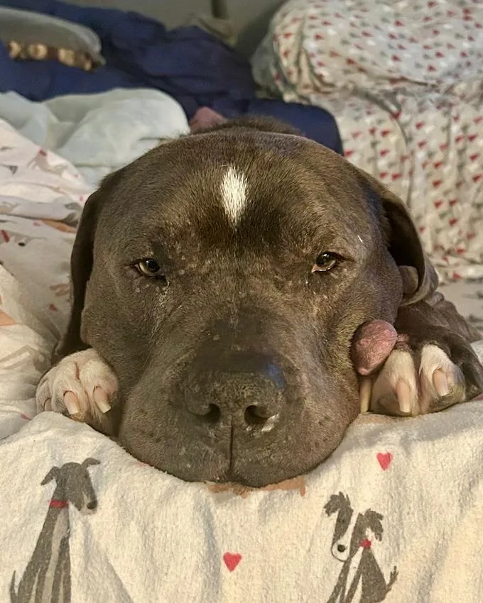 Lucky Loki thumbnail 4