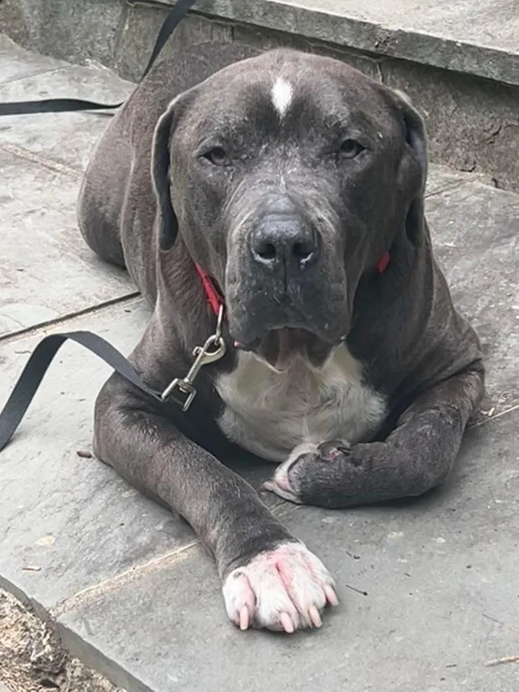 Lucky Loki thumbnail 5