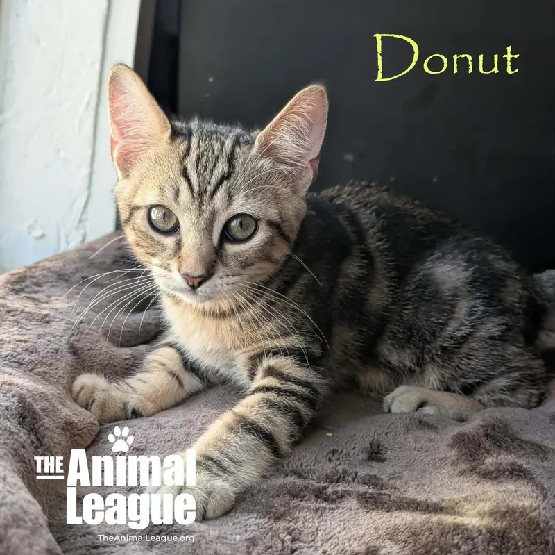 A baby medium-sized male Tabby (Brown / Chocolate) Domestic Short Hair cat named Donut for adoption in Groveland, FL