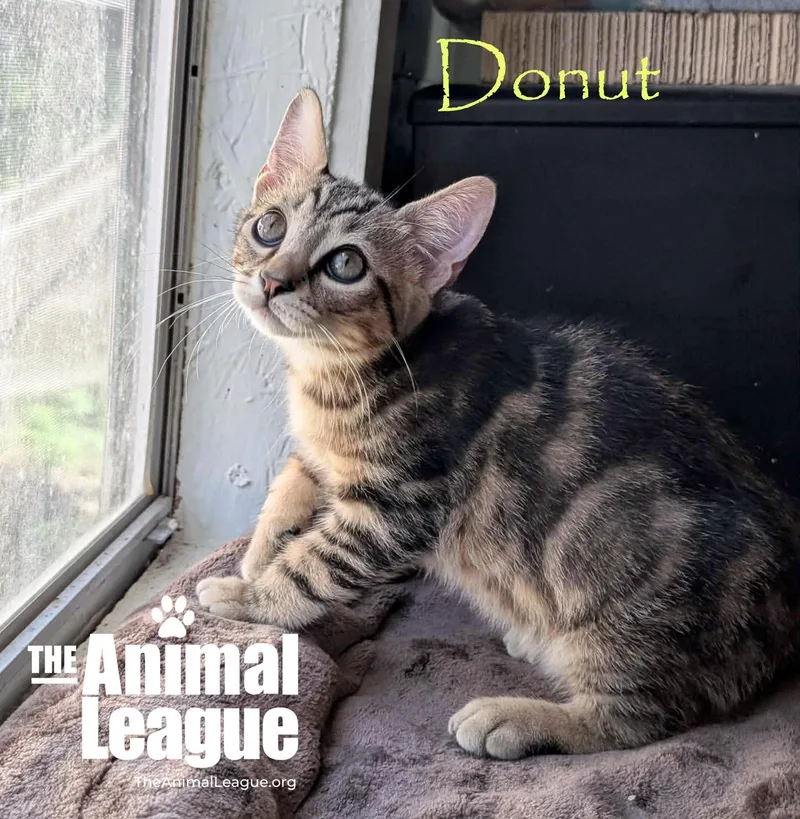 Donut thumbnail 2