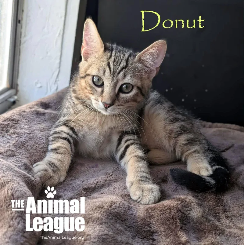 Donut thumbnail 3