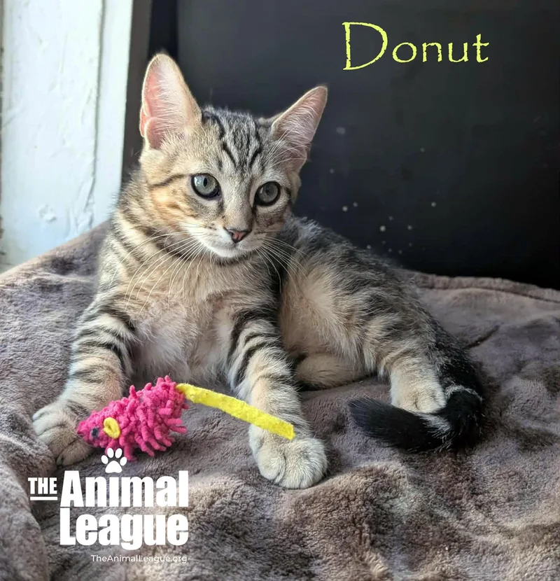 Donut thumbnail 4
