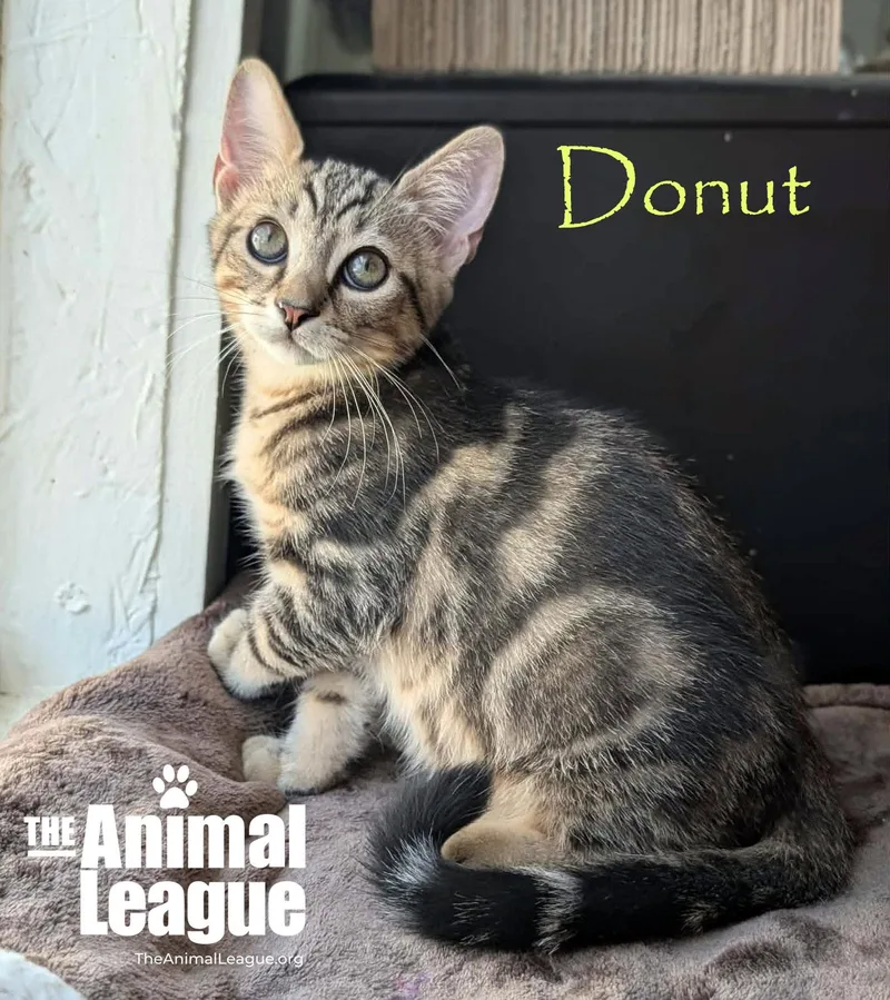 Donut thumbnail 5