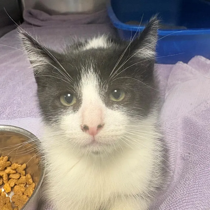A baby small-sized female Black Domestic Short Hair cat named Twinkee for adoption in East Hanover, NJ