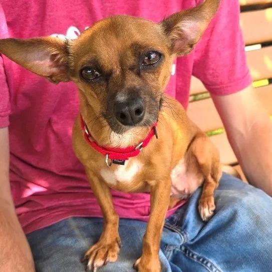 An adult small-sized female Chihuahua dog named Lucky for adoption in East Hanover, NJ