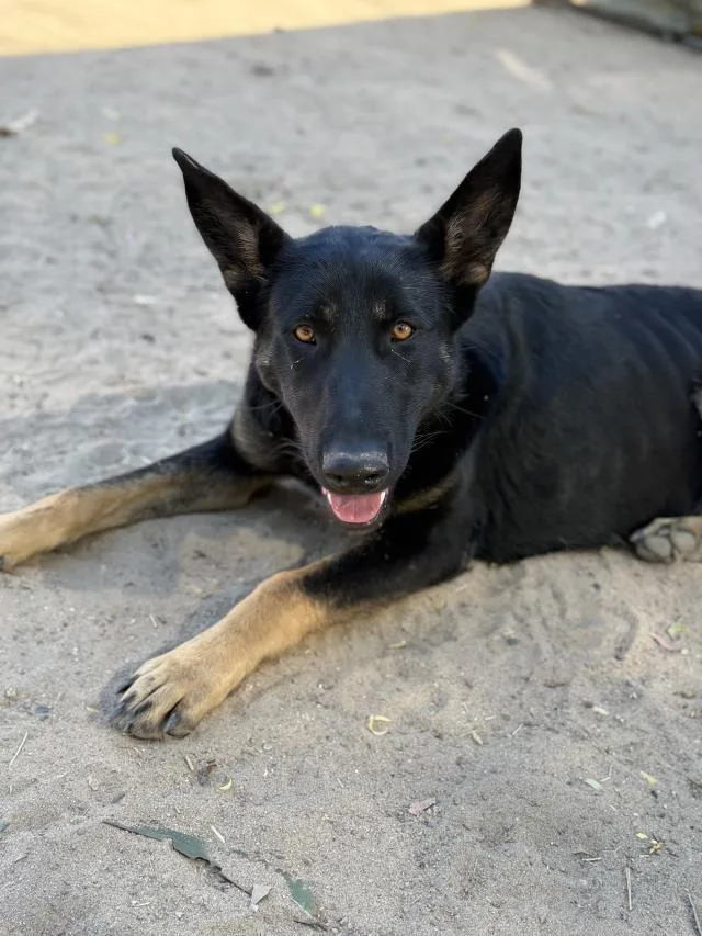 A young medium-sized female German Shepherd Dog dog named Bindi for adoption in Santa Maria, CA