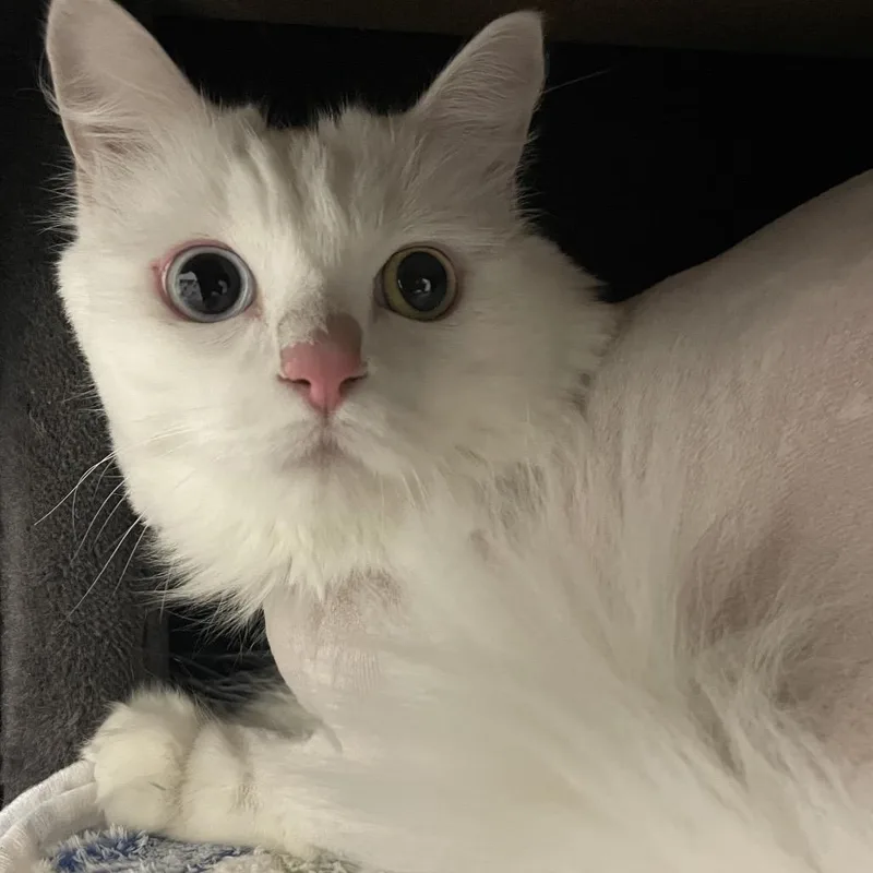 A senior large-sized female White Domestic Medium Hair cat named Pita for adoption in Long Beach, CA