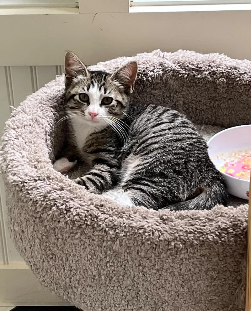 A baby medium-sized female Tabby (Gray / Blue / Silver) Domestic Short Hair cat named Aurora for adoption in Wading River, NY