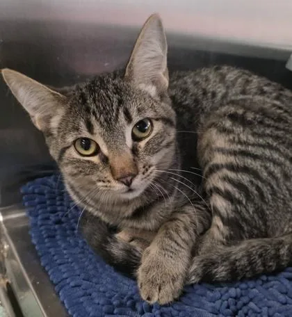 An adult small-sized female Domestic Short Hair cat named Chardonnay for adoption in Phoenix, AZ