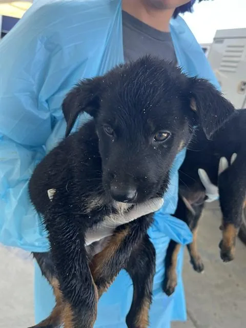 A baby small-sized male Black Shepherd dog named Rocky LONGTIME RESIDENT for adoption in Thousand Oaks, CA