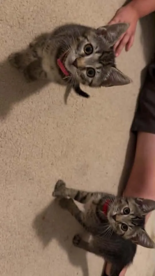 A baby small-sized female Extra-Toes Cat / Hemingway Polydactyl cat named Hitch and Polly for adoption in Galloway, NJ
