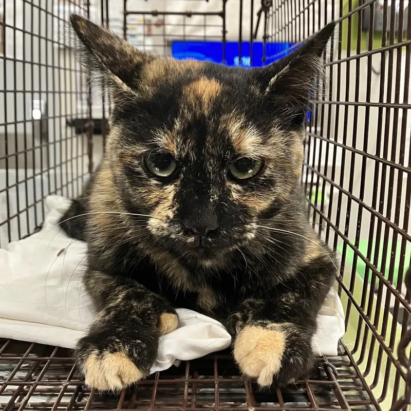 An adult medium-sized female Tortoiseshell Domestic Short Hair cat named Cheyenne for adoption in Las Cruces, NM