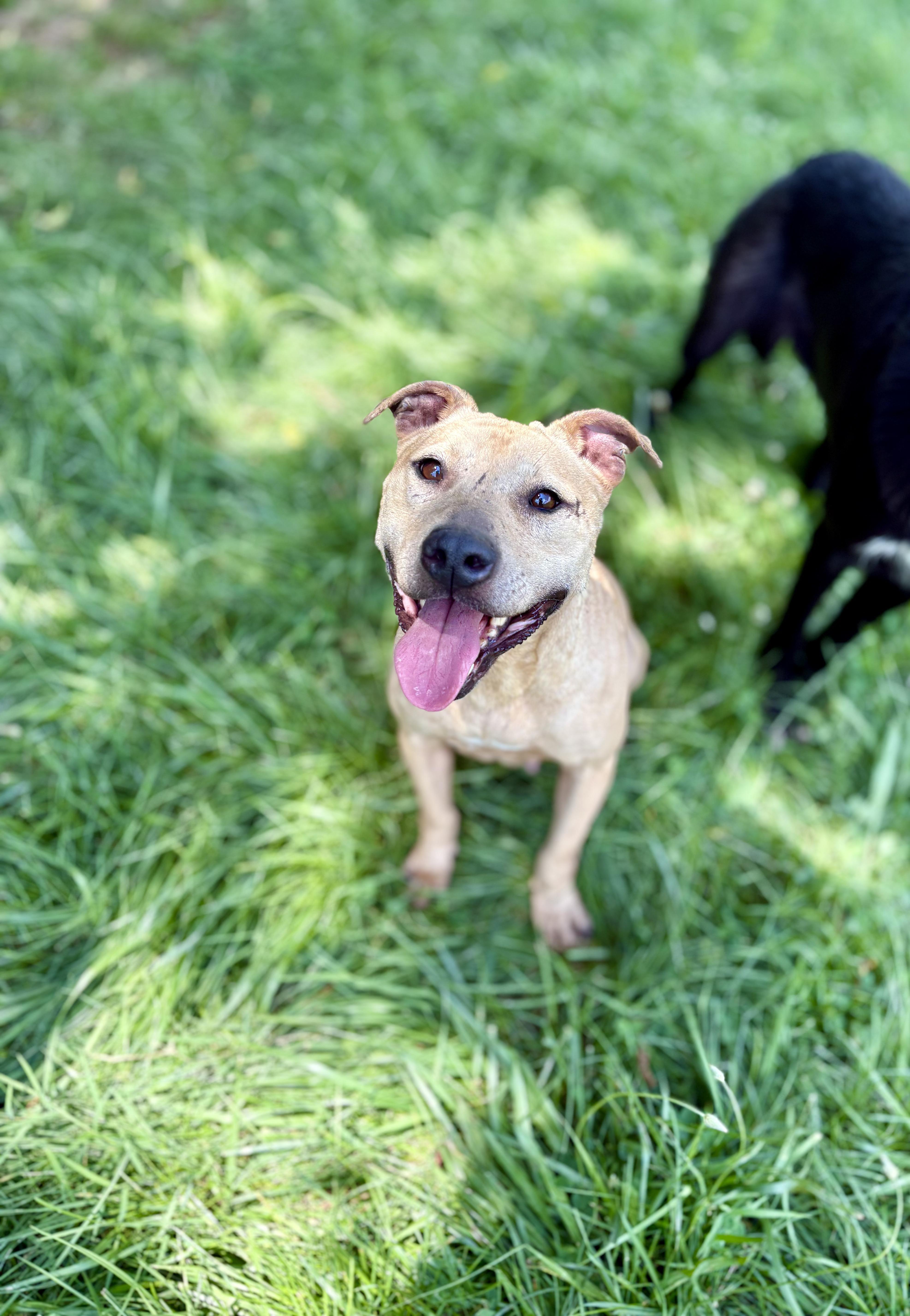 An adult medium-sized female Yellow / Tan / Blond / Fawn Pit Bull Terrier dog named Honey Bunz for adoption in Berea, KY