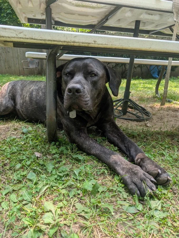 An adult large-sized male Brindle Presa Canario dog named Ozzie for adoption in Oakland, MI