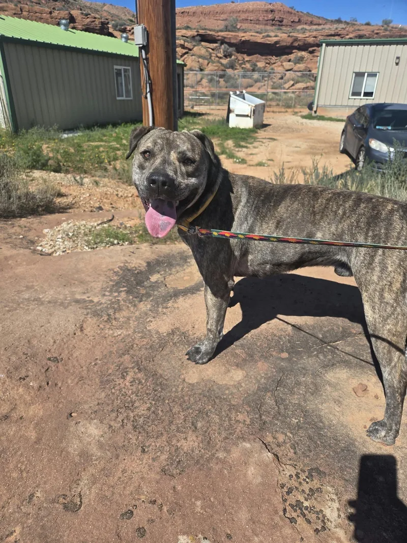 An adult medium-sized male Pit Bull Terrier dog named Ruhn for adoption in Roosevelt, UT