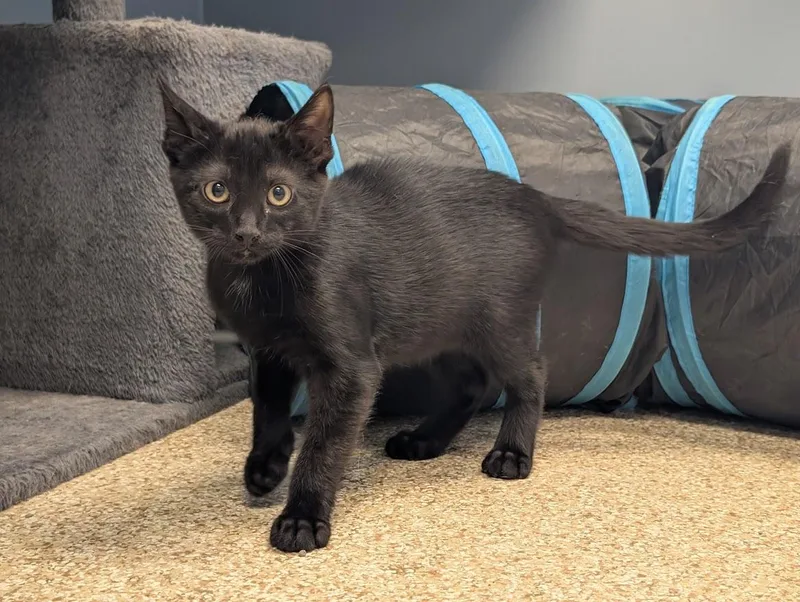 A young small-sized male Black Domestic Short Hair cat named Gotham for adoption in Waupun, WI