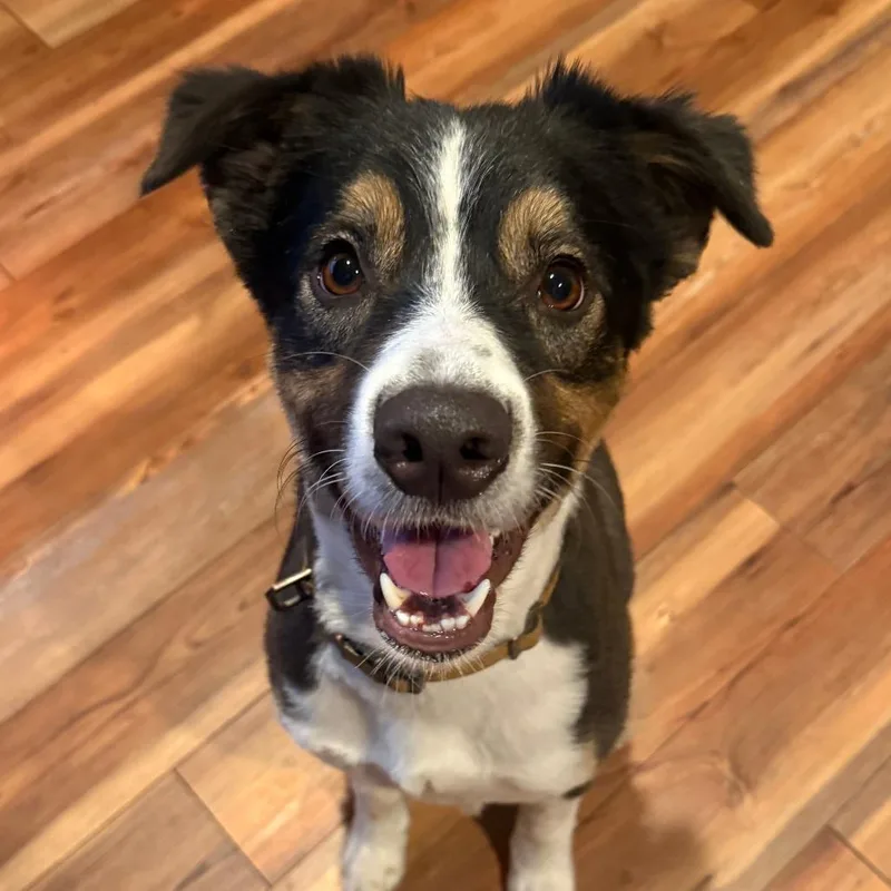 An adult medium-sized male Black Australian Shepherd dog named Blaze for adoption in The Colony, TX
