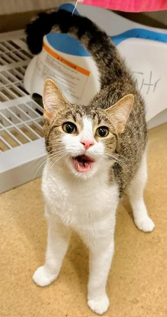A young small-sized female Domestic Short Hair cat named Elira for adoption in Derwood, MD