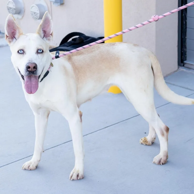 An adult large-sized female White / Cream Mixed Breed dog named Frosty for adoption in Las Cruces, NM