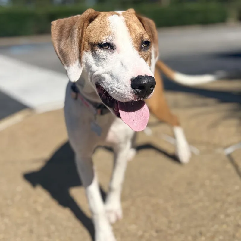 A young medium-sized male Hound dog named Georgie for adoption in Chesapeake, VA
