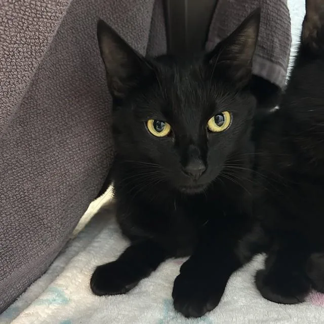 A young medium-sized female Domestic Short Hair cat named Ghost Pepper for adoption in Lincolnton, NC