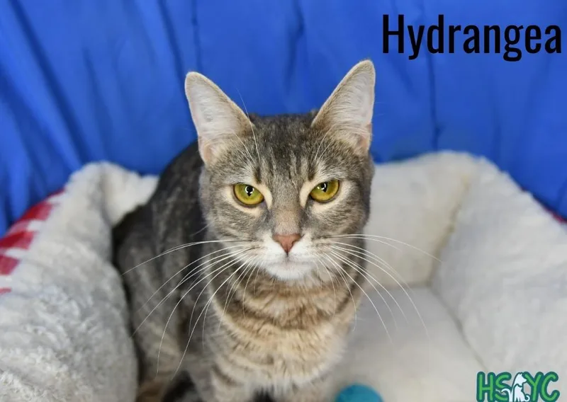 A baby medium-sized female Domestic Short Hair cat named Hydrangea for adoption in Fort Mill, SC