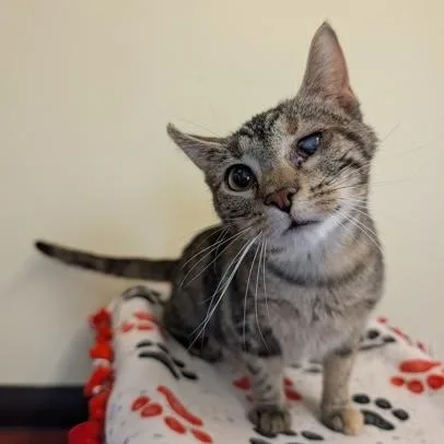 An adult medium-sized female Tabby (Brown / Chocolate) Domestic Short Hair cat named Gracie for adoption in Rochester, MN