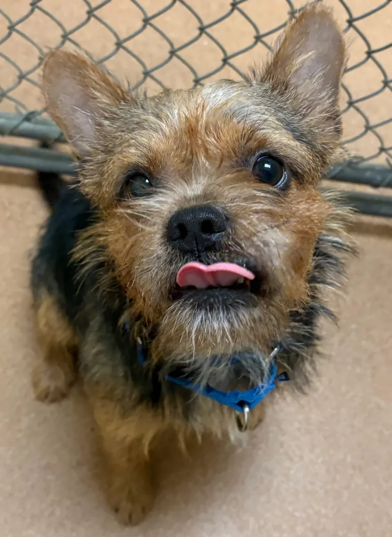 A young small-sized male Terrier dog named Griff for adoption in Norwalk, CT