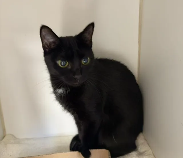 An adult medium-sized female Black Domestic Short Hair cat named Renee for adoption in Reisterstown, MD